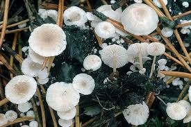 Attēlu rezultāti vaicājumam “Collybia cirrhata”