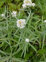 Attēlu rezultāti vaicājumam “Arabis hirsuta flower”