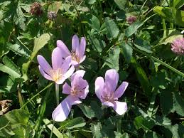 Image result for Herbstzeitlose