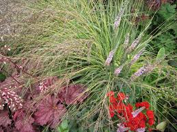 Attēlu rezultāti vaicājumam “Molinia caerulea flower”