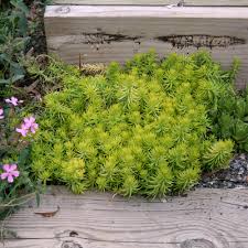 Attēlu rezultāti vaicājumam “Sedum rupestre”