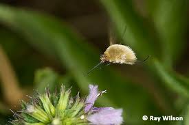 Attēlu rezultāti vaicājumam “Bombyliidae”