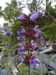 Image result for Salvie