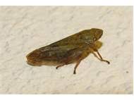 Attēlu rezultāti vaicājumam “Aphrophora salicina”