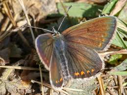 Attēlu rezultāti vaicājumam “Aricia artaxerxes  female”