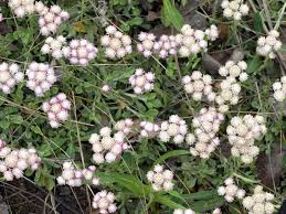 Attēlu rezultāti vaicājumam “Platyptilia tesseradactyla”