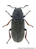 Attēlu rezultāti vaicājumam “Dasytidae”