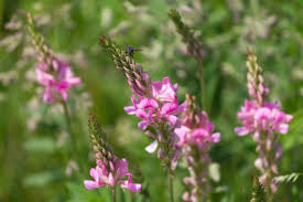 Attēlu rezultāti vaicājumam “Onobrychis arenaria bud”
