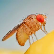 Attēlu rezultāti vaicājumam “Drosophila melanogaster”