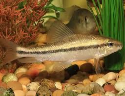 Image result for Cycleptus elongatus