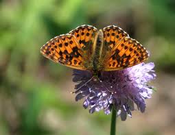Attēlu rezultāti vaicājumam “Boloria titania underside”