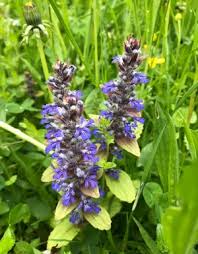 Attēlu rezultāti vaicājumam “Ajuga genevensis leaf”
