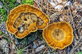 Attēlu rezultāti vaicājumam “Coltricia perennis”