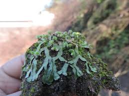 Attēlu rezultāti vaicājumam “Tetraphis pellucida sporophyte”