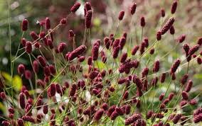 Image result for Sanguisorba officinalis