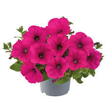 Image result for Petunia hybrida