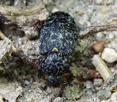 Attēlu rezultāti vaicājumam “Griselda ustomaculana”