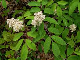 Attēlu rezultāti vaicājumam “Sambucus racemosa leaf”