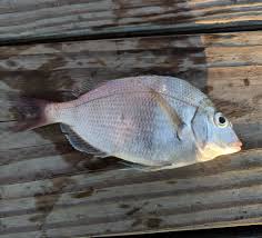 Image result for Stenotomus chrysops