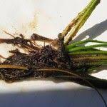 Attēlu rezultāti vaicājumam “Isoetes lacustris leaf”