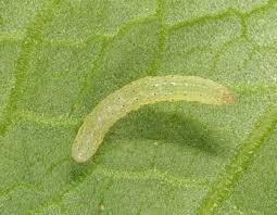 Attēlu rezultāti vaicājumam “Lacanobia contigua larva”