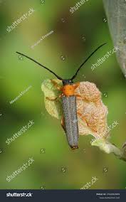 Attēlu rezultāti vaicājumam “Oberea oculata”