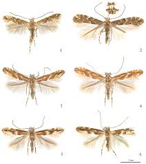 Attēlu rezultāti vaicājumam “Phyllonorycter sp.”