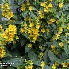 Attēlu rezultāti vaicājumam “Lysimachia punctata”