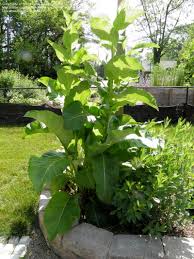 Attēlu rezultāti vaicājumam “Inula helenium leaf”