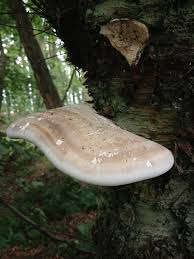 Attēlu rezultāti vaicājumam “Piptoporus betulinus”