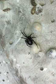 Attēlu rezultāti vaicājumam “Steatoda grossa female”