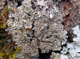 Attēlu rezultāti vaicājumam “Physconia enteroxantha”