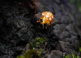 Attēlu rezultāti vaicājumam “Halyzia sedecimguttata”