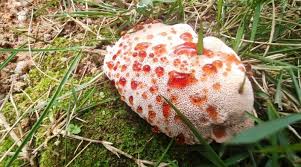 Attēlu rezultāti vaicājumam “Abortiporus biennis”