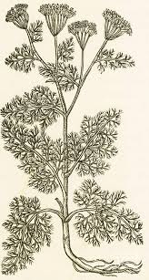 Attēlu rezultāti vaicājumam “Anethum graveolens”