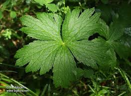 Attēlu rezultāti vaicājumam “Astrantia major leaf”