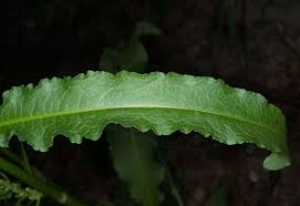 Attēlu rezultāti vaicājumam “Rumex crispus leaf”