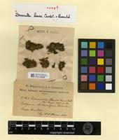 Attēlu rezultāti vaicājumam “Dicranella staphylina cells”