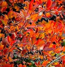 Attēlu rezultāti vaicājumam “Aronia melanocarpa”