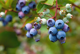 Attēlu rezultāti vaicājumam “Libanotis montana fruit”