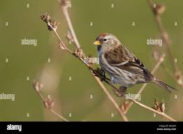 Attēlu rezultāti vaicājumam “Carduelis flammea female”