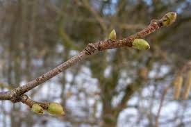 Attēlu rezultāti vaicājumam “Corylus avellana bud”