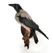 Attēlu rezultāti vaicājumam “Corvus cornix adult”