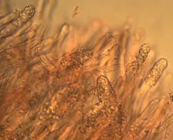 Attēlu rezultāti vaicājumam “Steccherinum bourdotii”