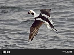 Attēlu rezultāti vaicājumam “Clangula hyemalis male”