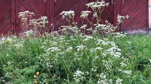 Attēlu rezultāti vaicājumam “Cicuta virosa leaf”