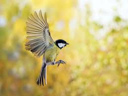 Image result for Bird