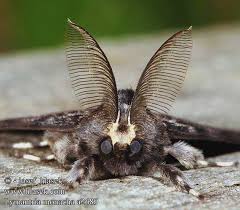 Attēlu rezultāti vaicājumam “Lymantria monacha imago”