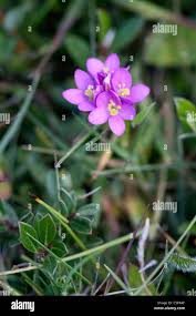 Attēlu rezultāti vaicājumam “Centaurium littorale flower”