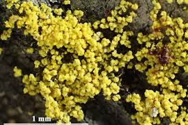 Attēlu rezultāti vaicājumam “Chrysothrix candelaris”